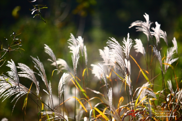 12-10-14 �Ʊ�ȣ���� ������